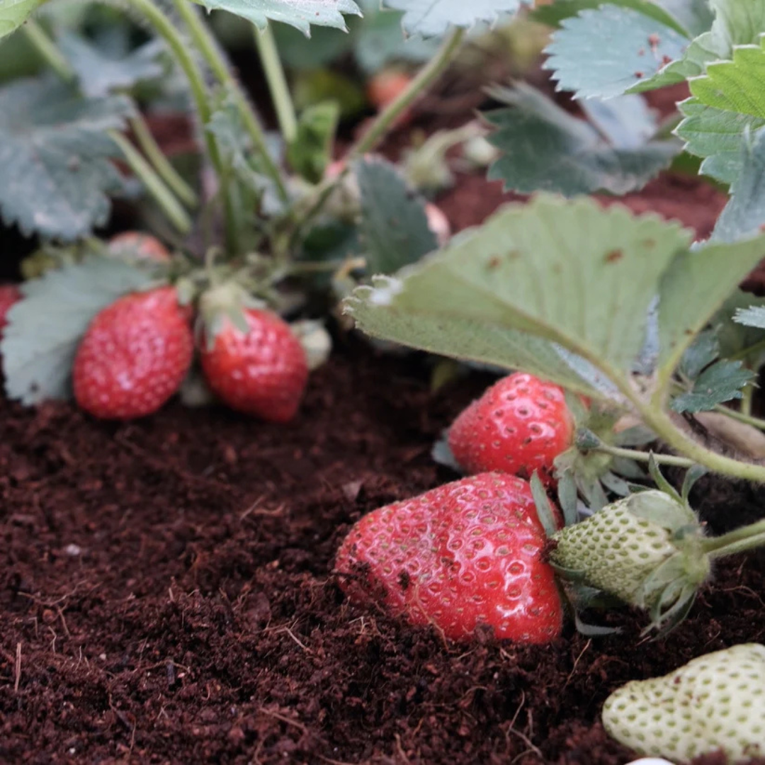 Big Bear Farms Strawberry Jam (350g)