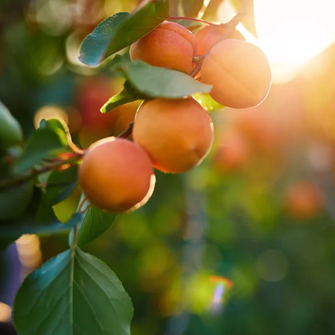 Big Bear Farms Apricot Jam (350g)